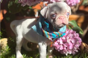 Top 21 Pug Puppies for Sale in Phoenix, AZ | Pawrade.com
