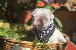 P. Phoenix（pup） Top 21 Pug Puppies for Sale in Phoenix, AZ | Pawrade.com