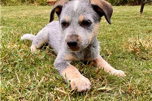 James - Australian Cattle Dog/Blue Heeler for sale