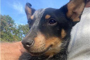 Jason - Australian Cattle Dog/Blue Heeler for sale