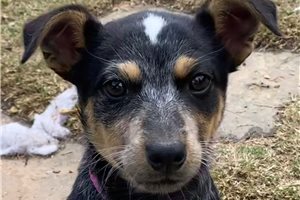 Sadie - Australian Cattle Dog/Blue Heeler for sale