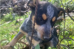 Savannah - Australian Cattle Dog/Blue Heeler for sale