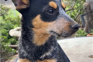 Savannah - puppy for sale