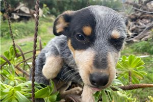 Sophia - Australian Cattle Dog/Blue Heeler for sale