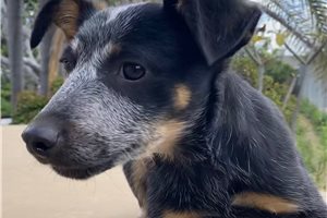 Samuel - Australian Cattle Dog/Blue Heeler for sale