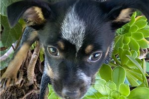 Jules - puppy for sale