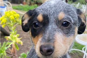 Scarlett - Australian Cattle Dog/Blue Heeler for sale