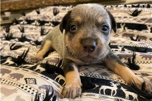 Jeremiah - puppy for sale