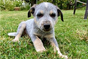 James - Australian Cattle Dog/Blue Heeler for sale