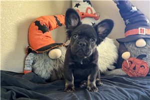 Tchalla - puppy for sale