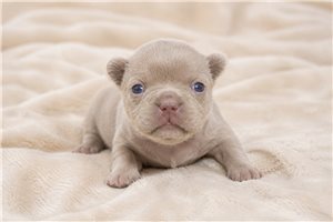 Beckham - puppy for sale