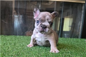 Boba - puppy for sale