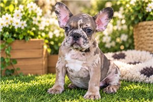Boba - puppy for sale