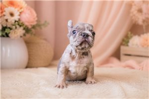 Boba - French Bulldog for sale