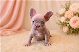 Beckham - French Bulldog for sale