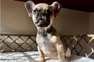 Espresso - French Bulldog for sale