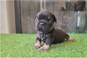 Katsu - puppy for sale