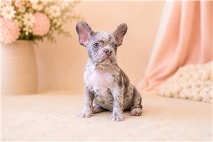 Bryson - puppy for sale