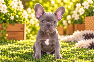 Beckham - puppy for sale