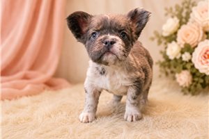 Brooks - French Bulldog for sale