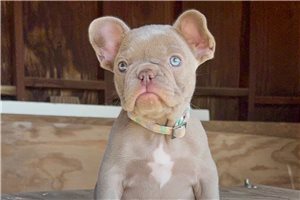 Rebecca | Puppies For Sale at Pawrade