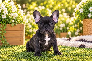 Bayo - puppy for sale