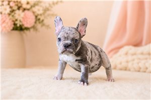 Mochi - French Bulldog for sale