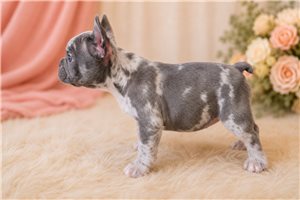 Misou - French Bulldog for sale