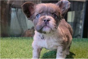 Brooks - French Bulldog for sale