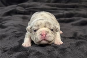 Bryson - puppy for sale
