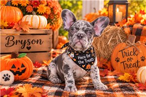 Bryson - French Bulldog for sale