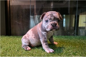 Misou - puppy for sale