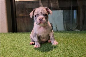 Bryson - French Bulldog for sale