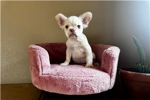 Arceus - French Bulldog for sale