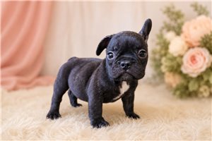 Bayo - French Bulldog for sale