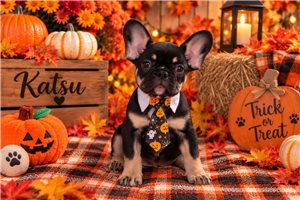 Katsu - French Bulldog for sale
