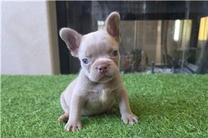 Beckham - French Bulldog for sale