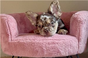 Arcanine - French Bulldog for sale
