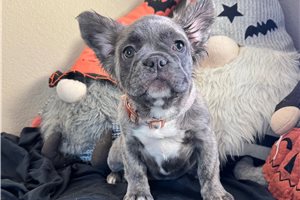 Fluffy Fantasy - French Bulldog for sale