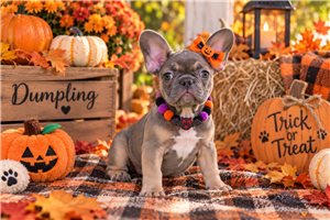 Dumpling - French Bulldog for sale