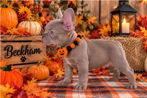 Beckham - French Bulldog for sale