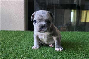 Mochi - French Bulldog for sale