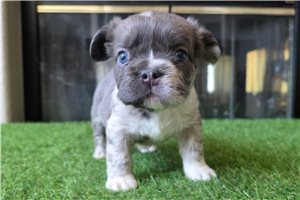 Brooks - French Bulldog for sale