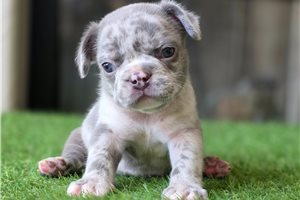 Bryson - French Bulldog for sale