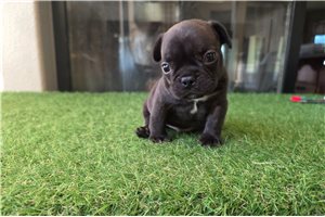 Bayo - puppy for sale