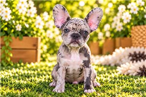 Mochi - puppy for sale