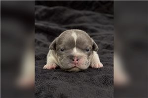 Brooks - French Bulldog for sale
