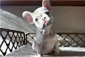 Mocha - puppy for sale