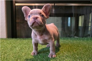 Beckham - French Bulldog for sale