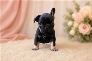 Katsu - French Bulldog for sale